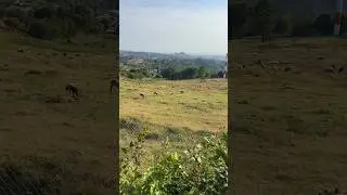 Овцы в Сочи )