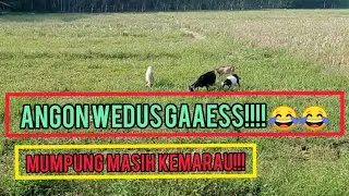 angon wedus!!!!