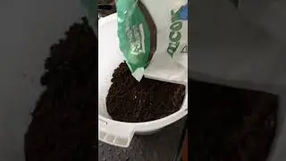 КАК БЫСТРО ВЫРАСТИТЬ ЛАВАНДУ ИЗ СЕМЯН