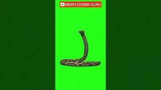 3D Snake Green Screen Animation #greenscreen #snakes #chromakey
