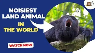 Noisiest Animal Of the World - Nature Speakz