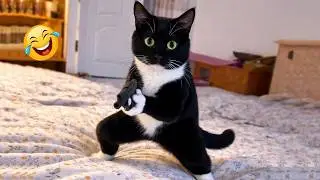 Impossible Not to Laugh 🤣😹 Funniest Cat Clips 2026