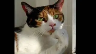 Utilitarianism and the torture of cats