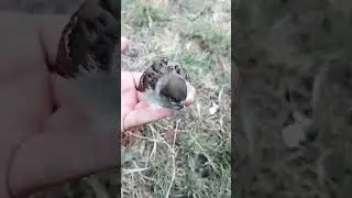 Желторотик