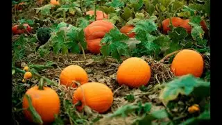 How To Grow Pumpkins At Home (A Complete Step by Step Guide)