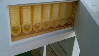 Bee Keeping with horizontal hive.
