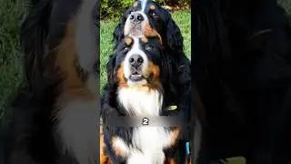 Собаке подарили сестру 🐶❤️ 