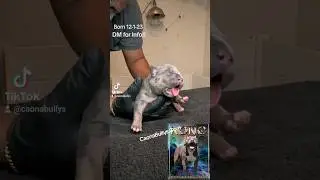 🔥 2 Males Available 💥 @CaonaBullys#puppies #abkc #xlbuly #xlbullypuppies #americanbully
