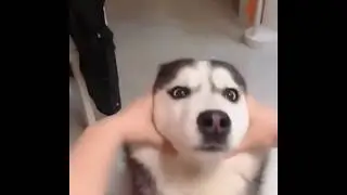 error 404 by husky.exe meme