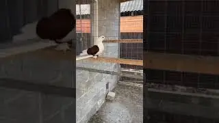 Голуби Кубани 🕊️🤍