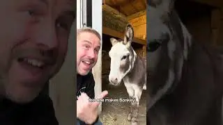 What is a BONKEY?! - Question Answered