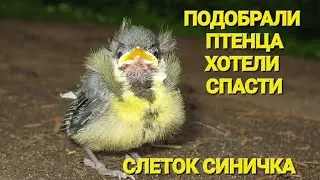 ❗️ЧУТЬ НЕ УБИЛИ ПТЕНЦА❗️СЛЕТОК ❗️СИНИЧКА❗️СПАСЕНИЕ ❗️