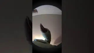 педро гусь 2 часть?!!!