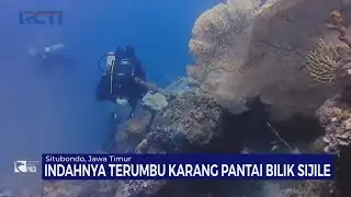 Wisata Pantai Penuh Terumbu Karang Cantik di Situbondo - SIP 10/09