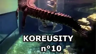 Le Zap De Koreusity n°10 🔥 Les meilleurs vidéos du web 🔥