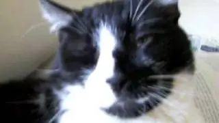 Bored Cat (Won't let me study)
