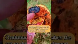 Why Mushroom turns Blue #bolete  / #mushroomforaging #fungi /#shorts #ediblefungi #mushroom