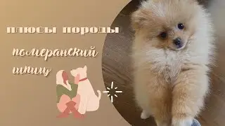 + померанского шпица🐕🤍