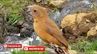 Seu AZULÃO FRIO Vai Fica LOUCO Com Essa FÊMEA