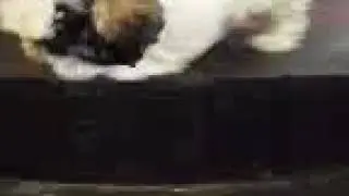 Puppy going down stairs