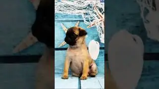 Мопс щенок 🍊 Заводная Апельсинка Хрустальный Лотос