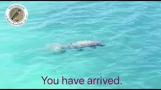 Manatee