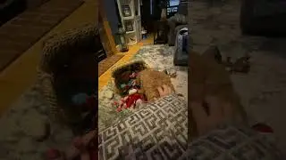 Bogey Can't Choose His Favorite Toy
