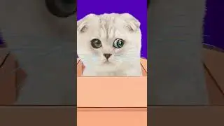 #loop / funny cat animation/ healing shop/ 재미있는 고양이 애니메이션