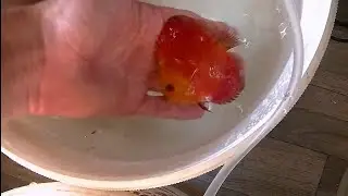 Отправка Дискусов в Донецк