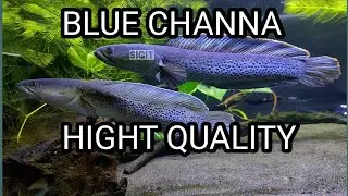 BLUE CHANNA | CHANNA BIRU PALING POPULER