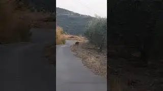 Meet the local wildlife. 