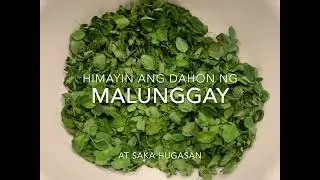 Pagpatuyo ng Dahon ng Malunggay gamit ang Dehydrator