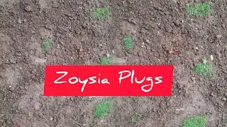 How To Establish Zoysia Lawn From Plugs