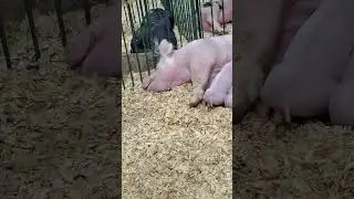 Baby piglets feeding from mommy 8/31/24 Michigan State Fair