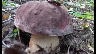 Белые и грузди, закрытие летнего сезона в понедельник. Ждем осенних грибов.
