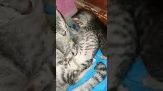 Bayi Kucing Mio Miu