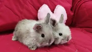 fold ram, dwarf rabbits вислоухий баран, карликовые крольчата