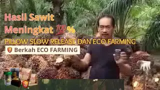 PILLOW SLOW RELEASE DAN ECO FARMING Hasil Sawit meningkat lebih 100%