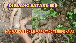 MANFAATKAN BONSAI WARU YANG TERBENGKALAI