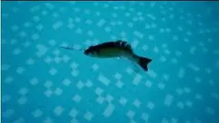 3 boyutlu gerçek çi Yapay Balık Yemi