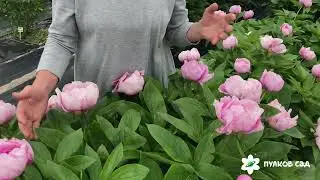 May Lilac peony. Мэй Лилак пион. Пулков сад (2022 г)