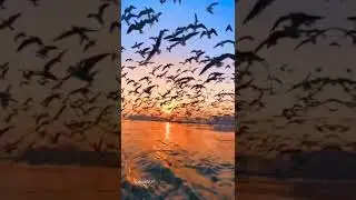 tere liye mera safar 💓 |#shorts #viral #viralvideo