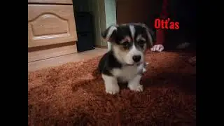 CORGI FOTOEDIT