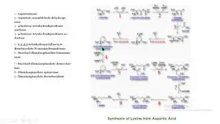 lisina síntesis aspartato biochemistry bioquímica