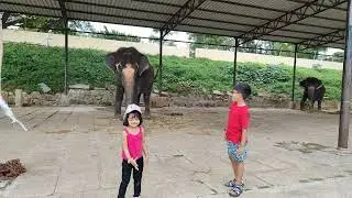 Eva with elephant 🐘|| Ivanka Singh || #shorts #ytshorts #trending #viralvideo
