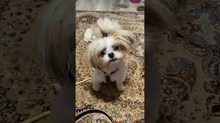 🐶 نینی نوه شیتزو پامرانین قشنگم #شیتزو #سگ
