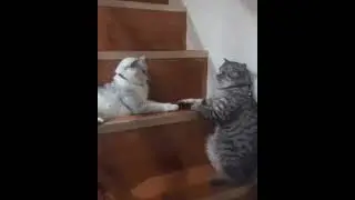 Не сердись ..моя лапочка...