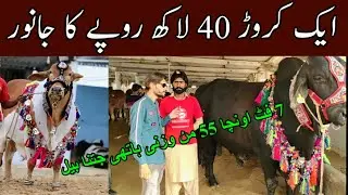 Surmawala Cattle Farm full update 2022...