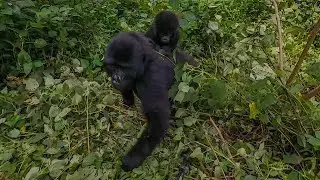 Close Encounter With Wild Mountain Gorillas In Uganda - 4K 360° VR