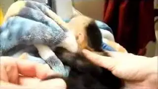 Обезьянка Френки принимает ванну